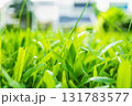 Macro shot of bright green grass blades in front yard. 131783577