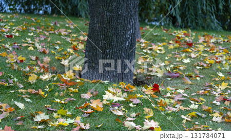 Green grass and red-brown leaves in a beautiful autumn park. A tree with golden and red autumn leaves. Green grass and red-brown leaves in a beautiful autumn park. A tree with golden and red autumn leaves. 131784071