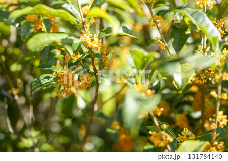 金木犀 秋の花 秋 10月 芳香 金木犀 秋の花 秋 10月 芳香 131784140