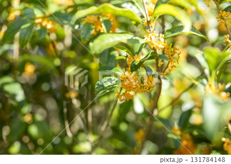 金木犀 秋の花 秋 10月 芳香 金木犀 秋の花 秋 10月 芳香 131784148