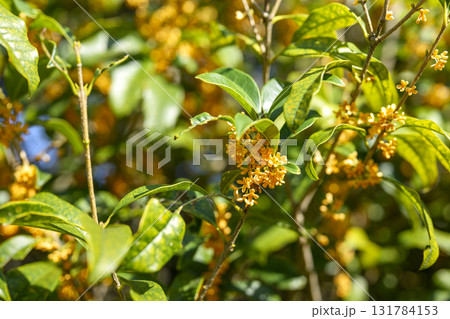 金木犀 秋の花 秋 10月 芳香 131784153