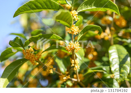 金木犀 秋の花 秋 10月 芳香 金木犀 秋の花 秋 10月 芳香 131784192