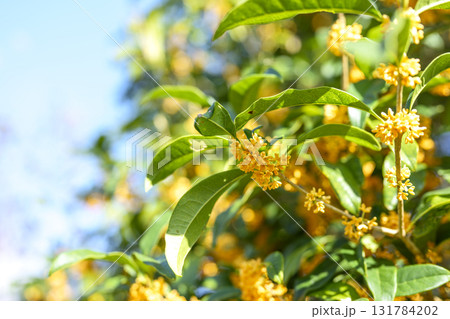 金木犀 秋の花 秋 10月 芳香 金木犀 秋の花 秋 10月 芳香 131784202