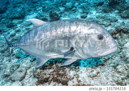 ロウニンアジ ロウニンアジ 131784218