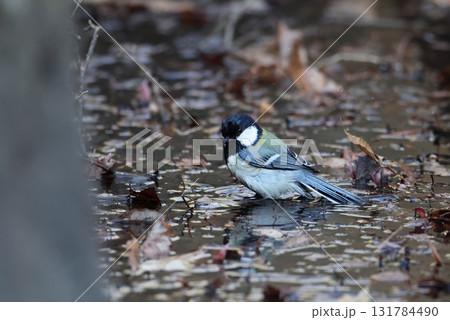 水場にやってきたシジュウカラ 水場にやってきたシジュウカラ 131784490