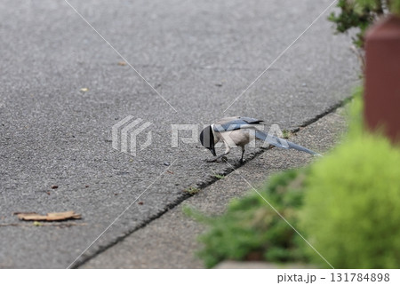 地上で採食するオナガの成鳥 地上で採食するオナガの成鳥 131784898