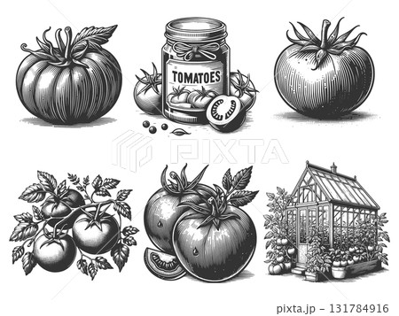Tomato and Greenhouse engraving set raster 131784916
