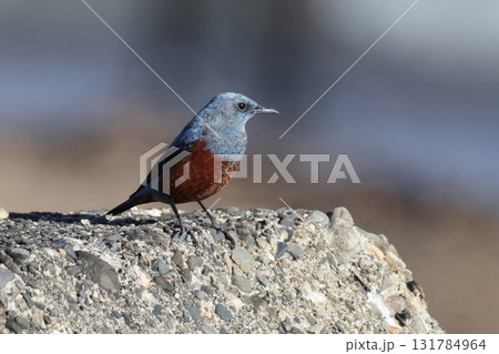 岩に止まるイソヒヨドリのオス 131784964