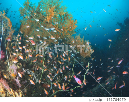 ダイビングで出会う伊豆・伊東の海中世界|彩りと生命に満ちたソフトコーラルの楽園 ダイビングで出会う伊豆・伊東の海中世界|彩りと生命に満ちたソフトコーラルの楽園 131784979