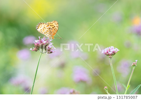 バーベナの花の蜜を吸うヒョウモンチョウ 131785007