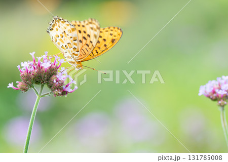 バーベナの花に止まり吸蜜するツマグロヒョウモンの雄 バーベナの花に止まり吸蜜するツマグロヒョウモンの雄 131785008