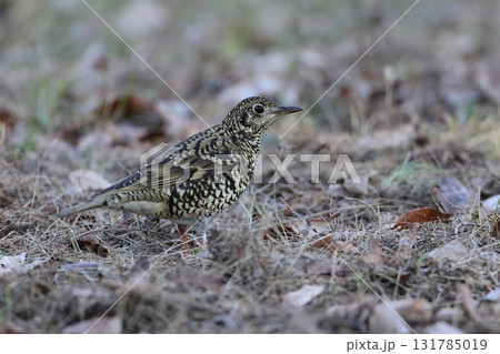 地上を歩くトラツグミ 地上を歩くトラツグミ 131785019