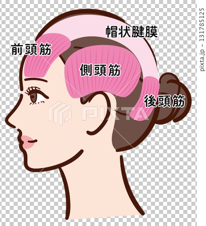 年輕女子的側面：頭部肌肉的插圖（附名稱） 131785125