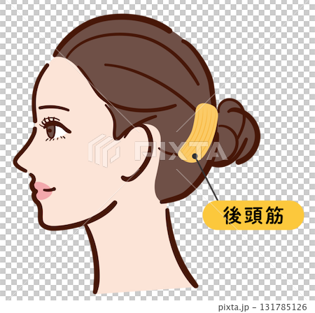 若い女性の横顔　後頭筋の図解イラスト（名称入り） 131785126