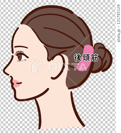 若い女性の横顔　後頭筋の図解イラスト（名称入り） 131785129