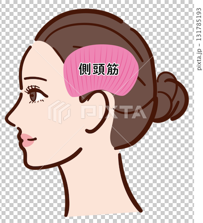 年輕女子的側面：顳肌的插圖（含名稱） 131785193