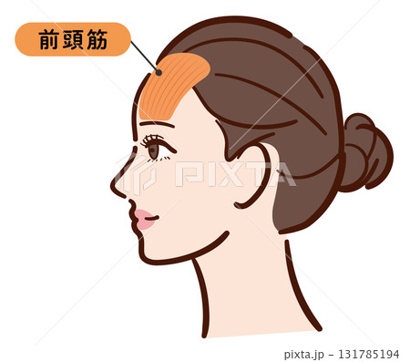 若い女性の横顔 前頭筋の図解イラスト(名称入り) 若い女性の横顔 前頭筋の図解イラスト(名称入り) 131785194