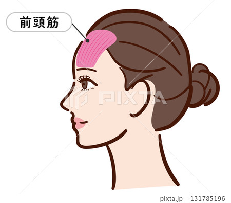 若い女性の横顔　前頭筋の図解イラスト（名称入り） 131785196