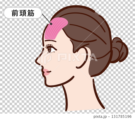 Profile of a young woman: Illustration of the frontalis muscle (with name) 131785196