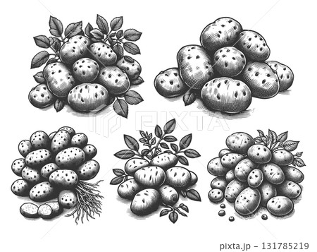 Potato engraving set vector collection 131785219