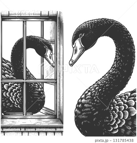 Black Swan Looking Through Window vector 131785438