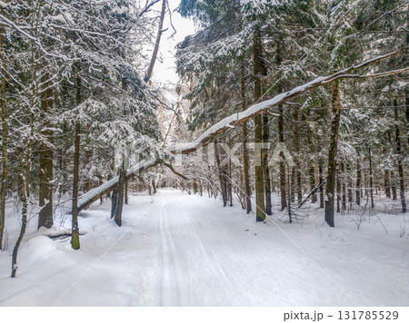 hEALTHY LIFESTYLE - SKIING IN FOREST IN NORTHERN EUROPEAN COUNTRY hEALTHY LIFESTYLE - SKIING IN FOREST IN NORTHERN EUROPEAN COUNTRY 131785529