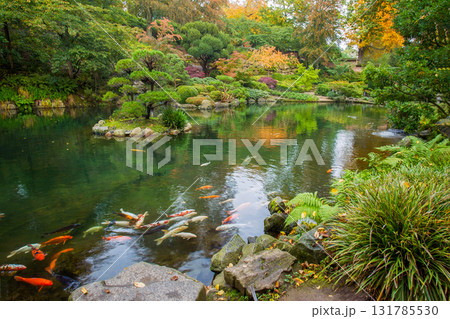Awesome landscape in autumn Japanese garden with KOI carps 131785530