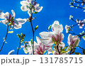 Amazing Big Magnolia Flowers in Japanese garden (in Germany) Amazing Big Magnolia Flowers in Japanese garden (in Germany) 131785715