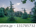 Picea breweriana  -   Brewer's weeping spruce  in public park in twilight Picea breweriana  -   Brewer's weeping spruce  in public park in twilight 131785732