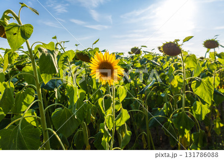 Sunflowers stand tall in a vibrant field, showcasing their yellow petals and green leaves as sunlight illuminates the landscape Sunflowers stand tall in a vibrant field, showcasing their yellow petals and green leaves as sunlight illuminates the landscape 131786088
