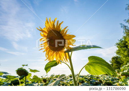 Bright yellow sunflower grows proudly in a lush field, basking in the warm sunlight with a clear blue sky above Bright yellow sunflower grows proudly in a lush field, basking in the warm sunlight with a clear blue sky above 131786090
