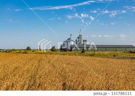 Large silos and a warehouse stand amidst vast golden grain fields under a clear blue sky, showcasing agricultural prosperity Large silos and a warehouse stand amidst vast golden grain fields under a clear blue sky, showcasing agricultural prosperity 131786111