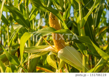 Ears of corn are developing in a field under clear blue skies, surrounded by healthy green plants ready for harvest 131786119