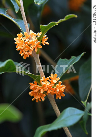 キンモクセイ（金木犀） 131786376