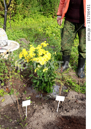 A freshly planted and watered bush of bright yellow chrysanthemums in a garden 131786431