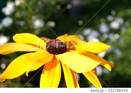 Yellow rudbeckia flower on a sunny autumn day Yellow rudbeckia flower on a sunny autumn day 131786439