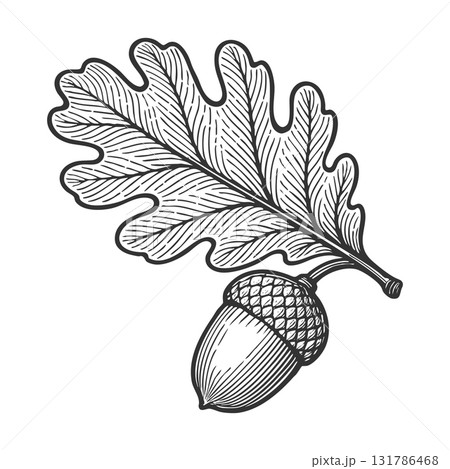 oak leaf with acorn engraving raster illustration oak leaf with acorn engraving raster illustration 131786468