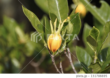 クチナシの実 131786695