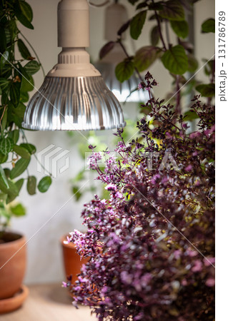Growing Basil plants under phyto lamp at home in winter season. Additional illumination. Grow light.  131786789