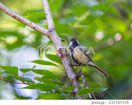 枝にとまるシジュウカラ 131787174