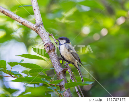 枝にとまるシジュウカラ 131787175