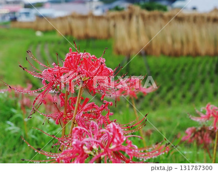 ときがわ町周辺曼殊沙華と田んぼ ときがわ町周辺曼殊沙華と田んぼ 131787300