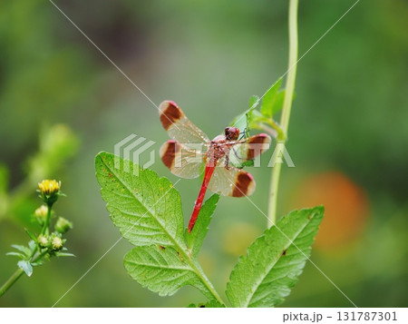 雨が上がるのを待つトンボ 131787301