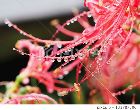 雨上がりの曼殊沙華 雨上がりの曼殊沙華 131787306
