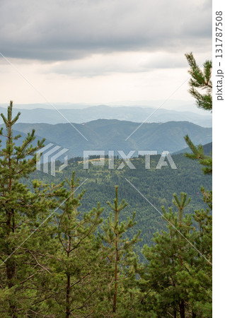 Dense pine forest in the foreground with rolling green hills and distant mountains Dense pine forest in the foreground with rolling green hills and distant mountains 131787508