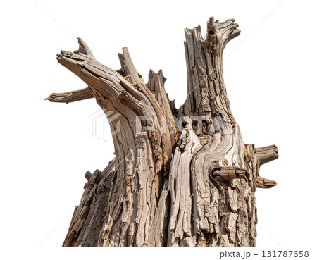 Dry brown trunk of a dead pine tree with old branches set on a white background. Dry brown trunk of a dead pine tree with old branches set on a white background. 131787658