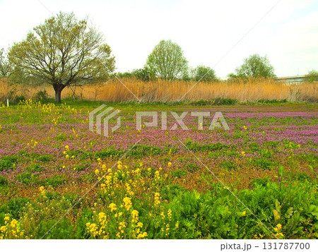 菜の花とホトケノザ咲く春の江戸川河川敷風景 131787700
