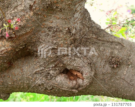 花の散り終わった古木の桜の木の幹 (クローズアップ) 花の散り終わった古木の桜の木の幹 (クローズアップ) 131787703