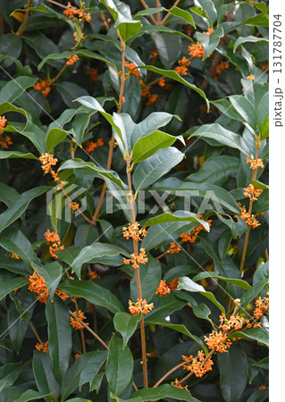 キンモクセイ(金木犀) キンモクセイ(金木犀) 131787704