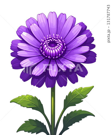 Beautiful bouquet of purple chrysanthemums blooming in summer garden on white background. 131787743